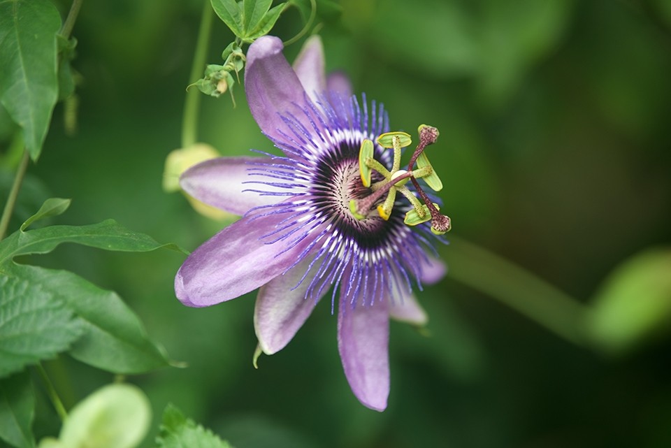 Passiflora Klimplant met passiebloem