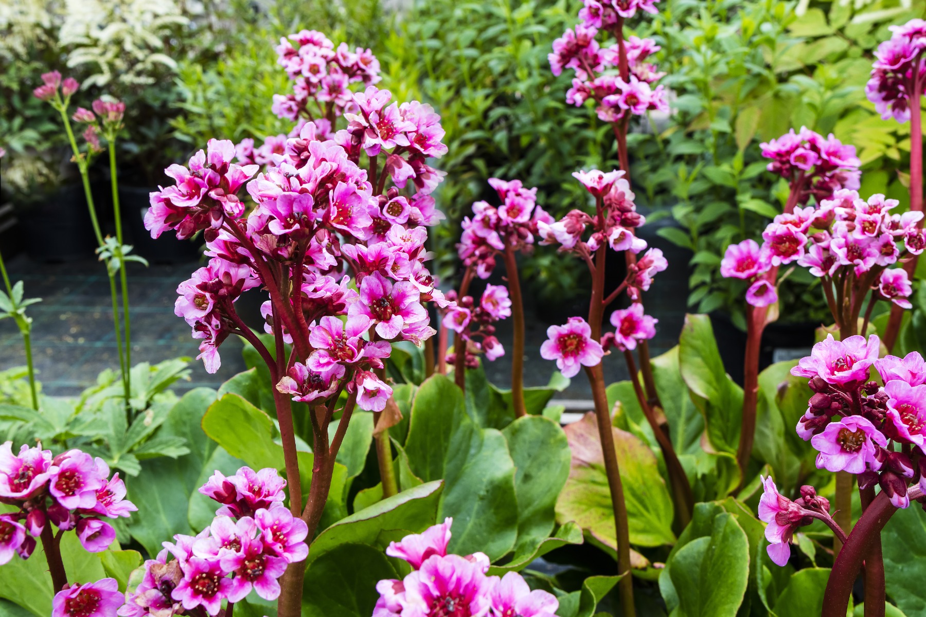 Onderhoudsvriendelijke planten - Bergenia