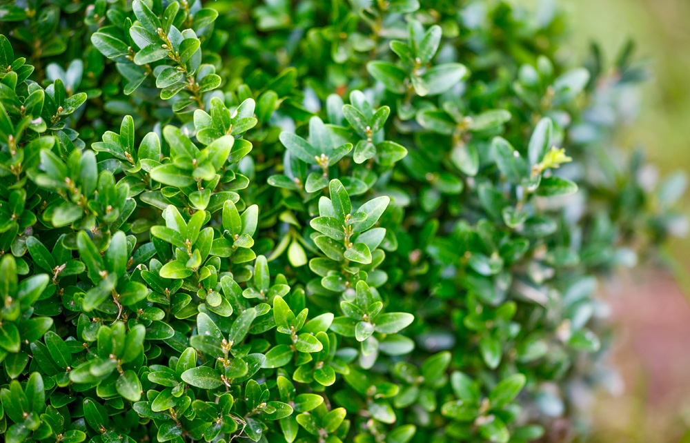 Haagplanten voor lage heg - Buxus