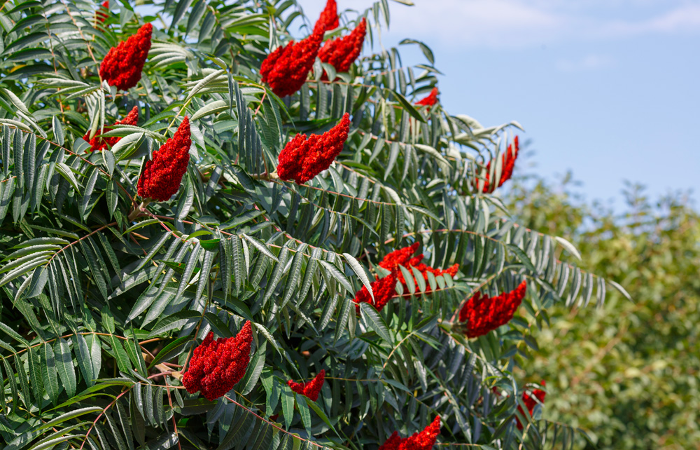 Fluweelboom - Boom voor kleine tuin