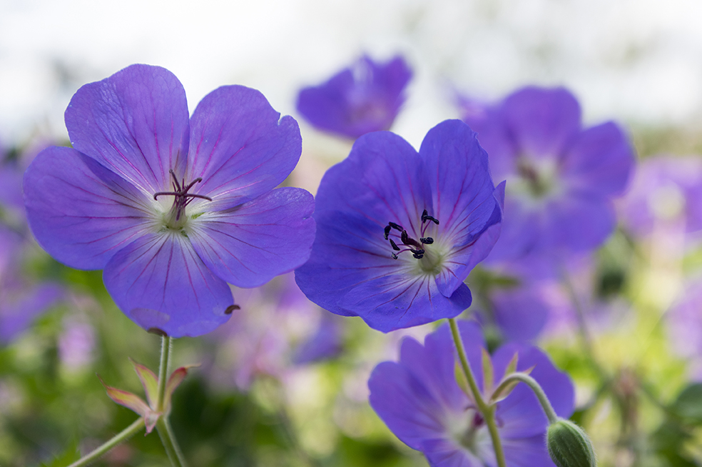 Geranium 'Rozanne'- Ooeivaarsbek