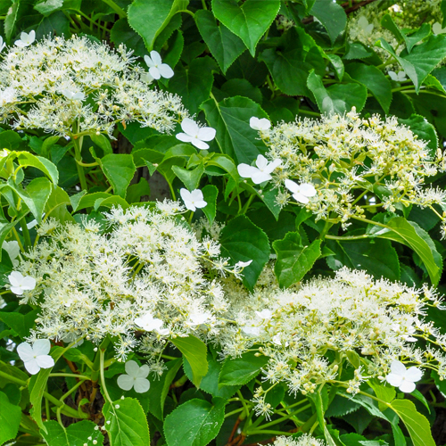 Klimhortensia Klimplant met bloemen