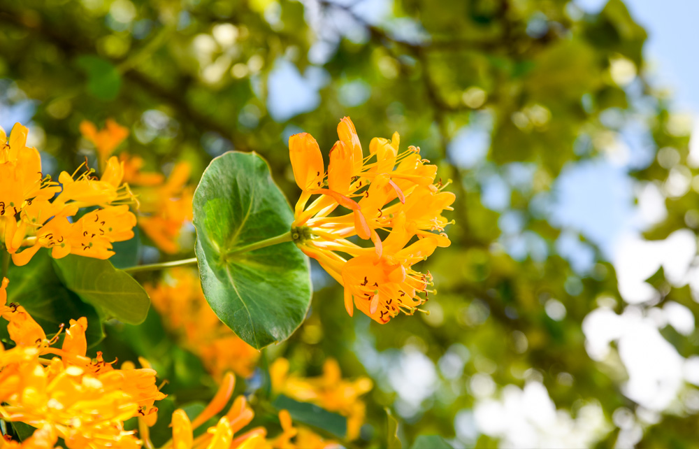 Lonicera Kamperfoelie Klimplant met bloemen