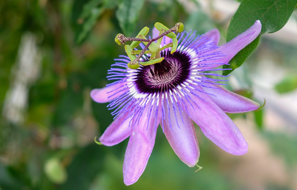 Exotische planten voor vakantie in eigen tuin - Passiflora Passiebloem