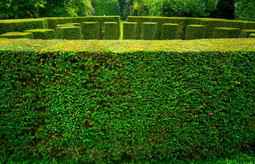 Onderhoudsvriendelijke planten - Taxus baccata