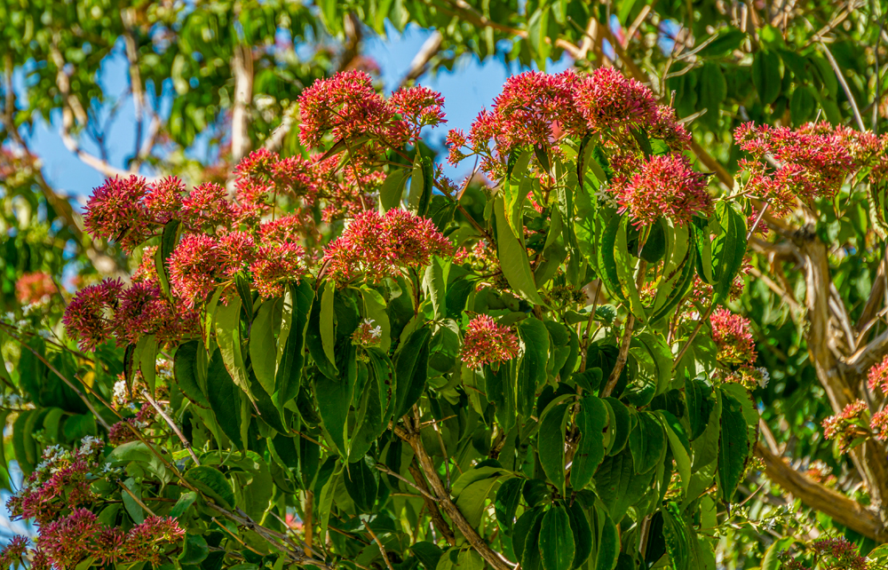 Zevenzonenboom - Boom voor kleine tuin